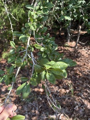 Ilex longipes, photograph author not stated, no rights reserved