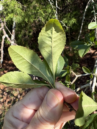 Ilex longipes