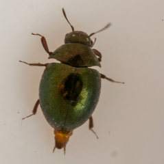 Lamprobyrrhulus nitidus