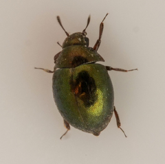 Lamprobyrrhulus nitidus
