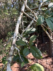 Ilex longipes, photograph author not stated, no rights reserved