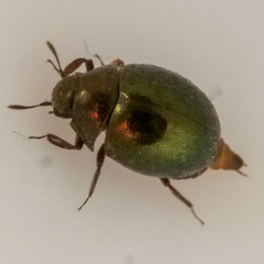 Lamprobyrrhulus nitidus