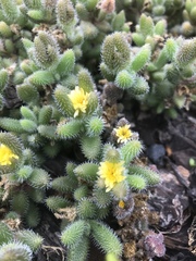 Delosperma echinatum