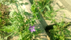 Campanuloideae