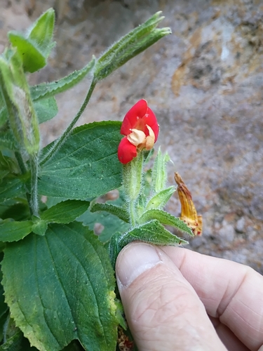 iNaturalist observation photo of scarlet monkeyflower