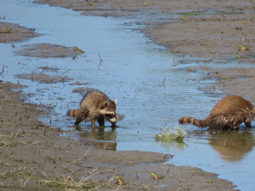 Common Raccoon