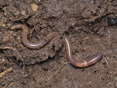 Amynthas gracilis observed 2025-06-21