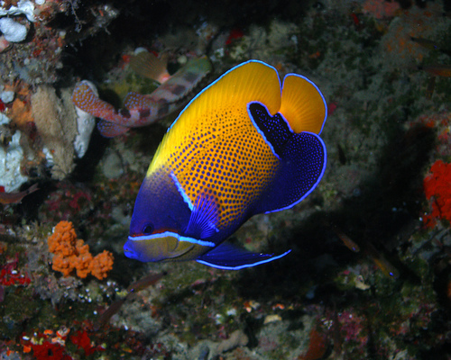 Angelfish (Pomacanthus navarchus) — Pomacanthidae — 5