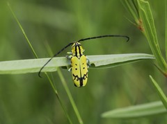 Tragocephala variegata