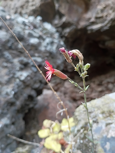 iNaturalist observation photo of cardinal catchfly