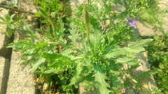 Campanuloideae