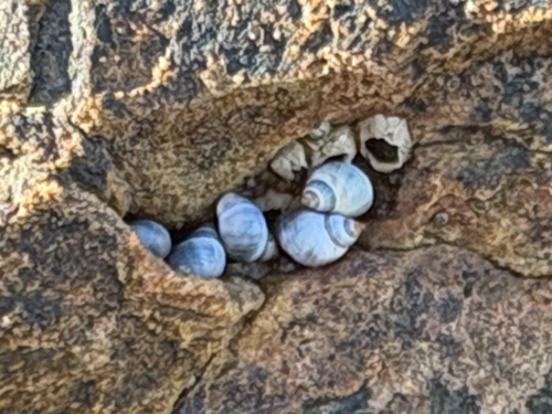 Little Blue Periwinkle