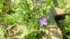 Campanuloideae
