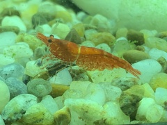 Neocaridina davidi