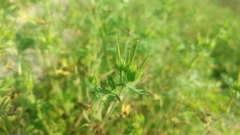 Campanuloideae