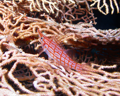 Oxycirrhites typus