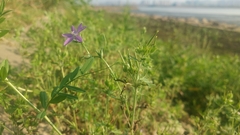Campanuloideae