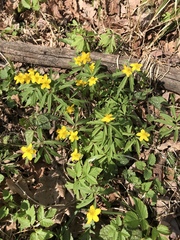 Anemonoides ranunculoides