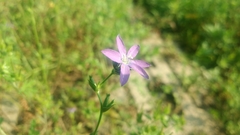 Campanuloideae