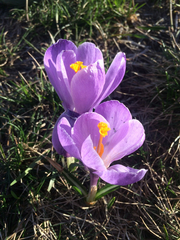 Crocus vernus