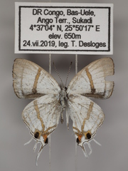 Hypolycaena lebona