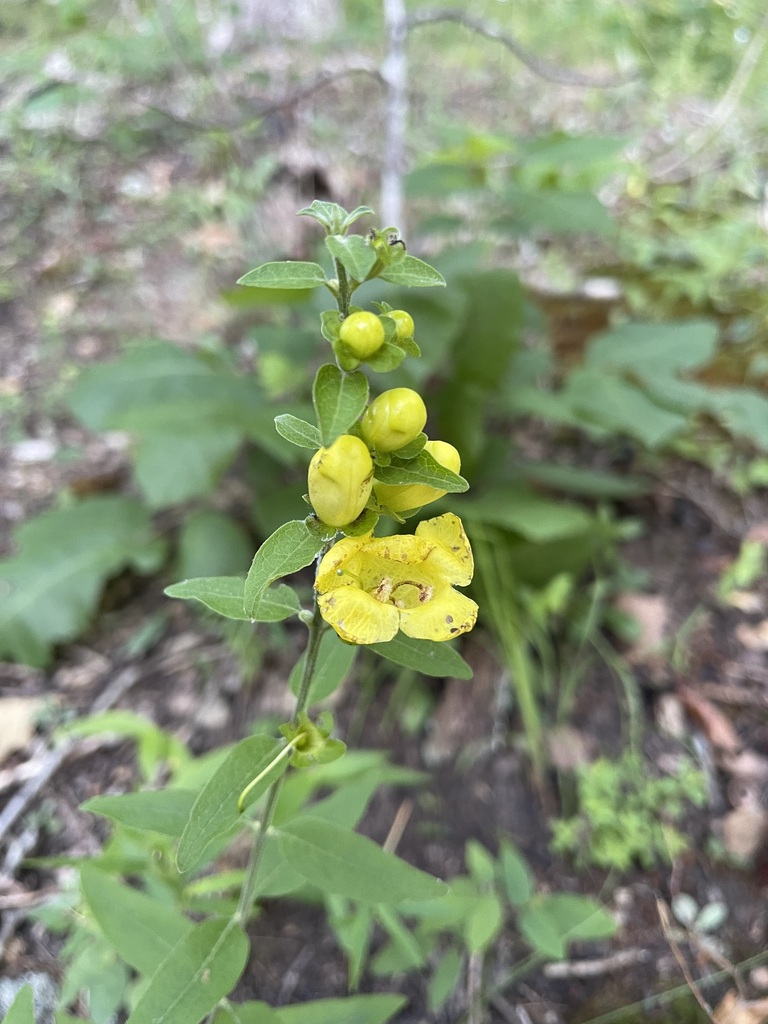 Close view of downy yellow false foxglove flower, buds, and soft-textured stem