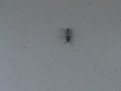 Metopoplax ditomoides