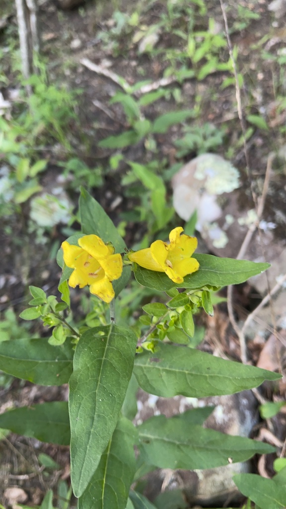 Overhead view showing paired leaves and two yellow flowers