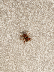 Salticinae