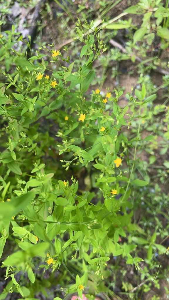 Whole Dwarf St. John's Wort plant among shoreline stones