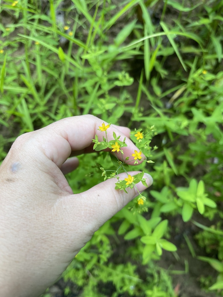 Close view of a tiny Dwarf St. John's Wort flower and paired leaves