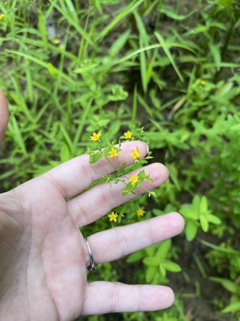 Tiny yellow Dwarf St. John's Wort flowers beside a hand for scale