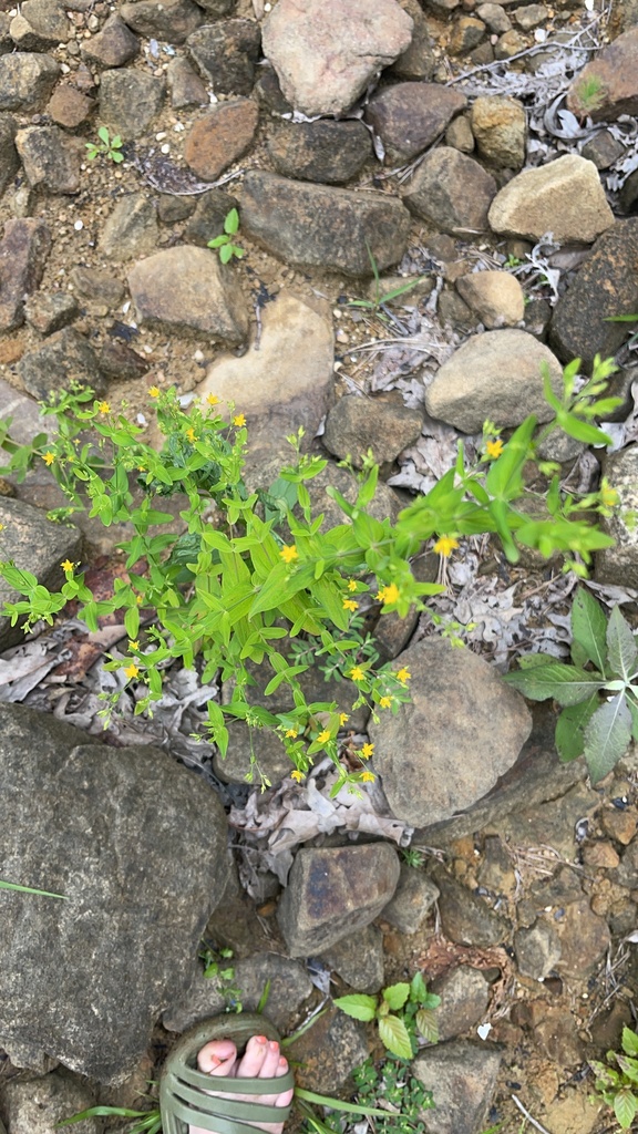 Several Dwarf St. John's Wort plants in a damp open patch