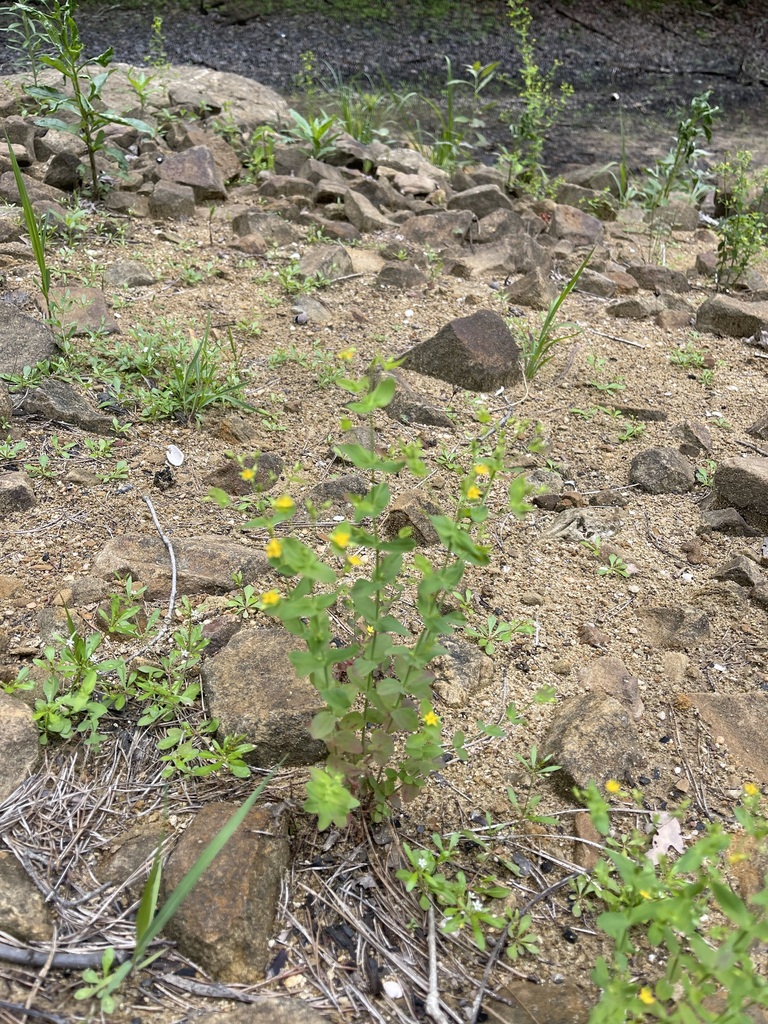Wider shoreline habitat around Dwarf St. John's Wort