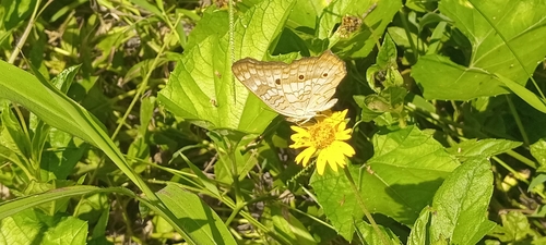 White Peacock