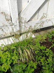 Anthoxanthum australe