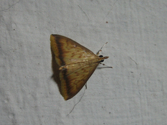 Sinibotys evenoralis