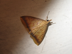 Sinibotys evenoralis