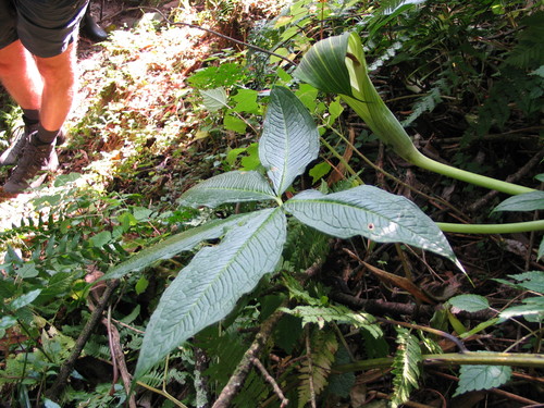 Arisaema mildbraedii