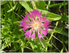 Centaurea pullata