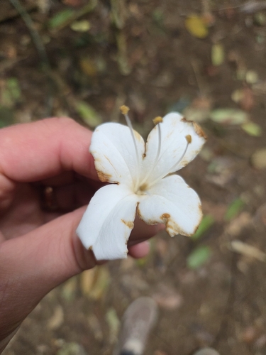 Oxera splendida, photograph 5