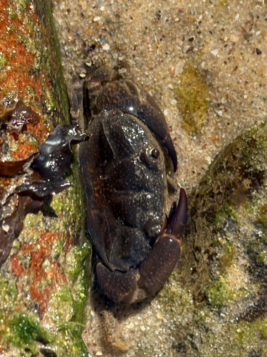 Black Finger Crab