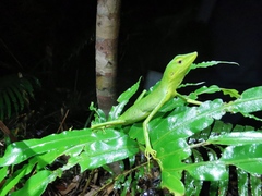 Bronchocela vietnamensis