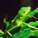 Vietnamese Forest Lizard - Photo (c) Christopher Oldnall, some rights reserved (CC BY-NC), uploaded by Christopher Oldnall