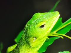 Bronchocela vietnamensis