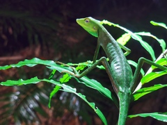 Bronchocela vietnamensis