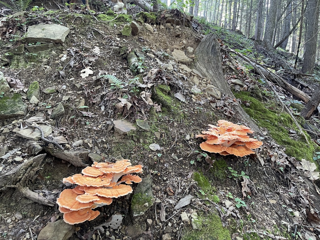 Two orange clusters of white-pored chicken of the woods on a steep wooded bank