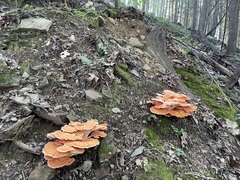 Two orange clusters on the steep wooded bank