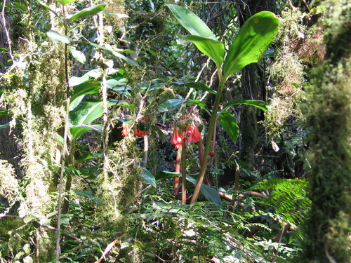 Scadoxus cyrtanthiflorus image