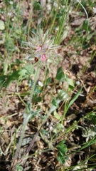 Trifolium stellatum